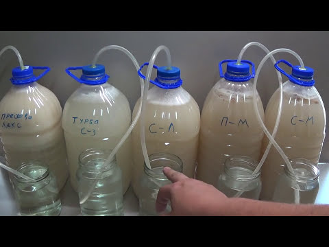 Видео: Сахарная брага, выбор дрожжей. За какое время переработают 1 кг сахара