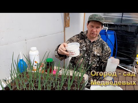 Видео: Эффективная подкормка рассады лука