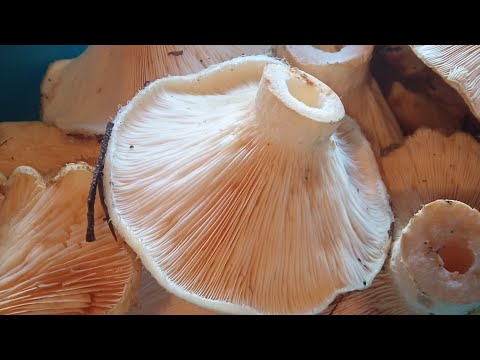 Видео: Грузди, рыжики, маслята/ Ниловский Дацан/ курорт "Нилова Пустынь"