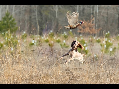 Видео: Открытие охоты на фазана. Pheasant hunt