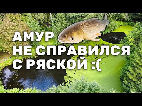 Видео: Очищаем пруд два года - результат. Часть 7. Амур, Толстолобик и ряска. Очистка пруда бюджетно