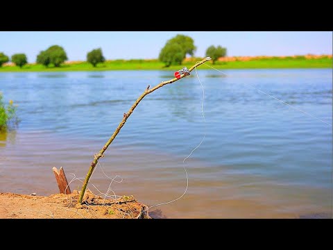 Видео: ПРОСТАЯ ДЕДОВСКАЯ СНАСТЬ КОСИТ РЫБУ. ЗАКИДУШКИ НА САЗАНА. РЫБАЛКА НА МОТОЦИКЛЕ. Ловля сазана на жмых