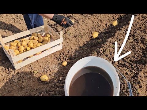 Видео: Сажаем картофель для получения более высокого урожая – окуните его в это!