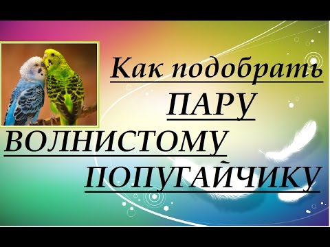 Видео: Выбор пары волнистых попугайчиков. Правила подбора пары попугаев.