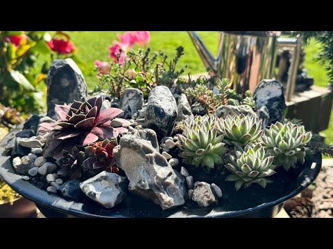 Видео: Садики для каменных роз/ молодил и др. из грильниц 🌟Meine neue Komposition von Sempervivum