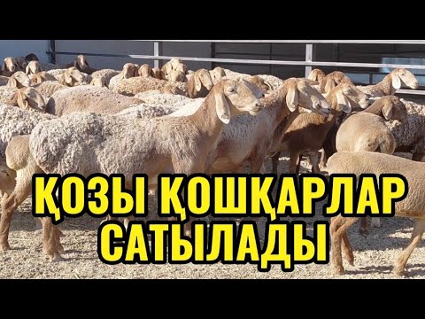 Видео: Түркістан қаласында 87 жастағы АПАМЫЗ,АСЫЛ ТҰҚЫМДЫ ҚОЙ ШАРУАШЫЛЫҒЫН дамытып келеді😍 +7 775 340 9310