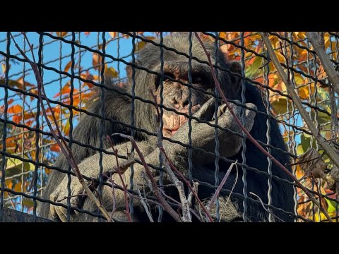 Видео: Джуди стала такой огромной! Парк львов Тайган ❤️ 