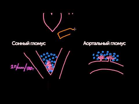 Видео: Периферические хеморецепторы