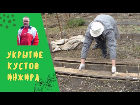 Видео: Укрытие на зиму кустов инжира