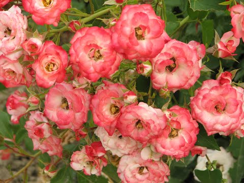 Видео: Обрезка почвопокровных роз, питомник роз полины козловой, rozarium.biz, pruning the groundcover rose