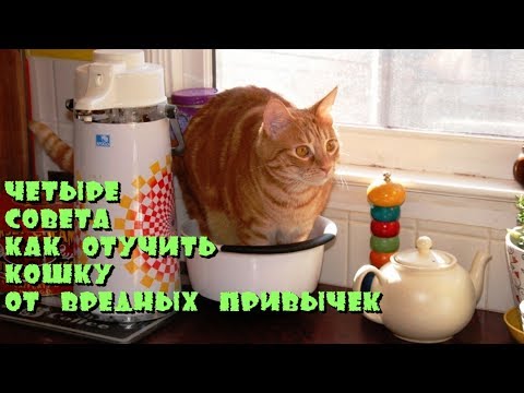 Видео: Четыре совета как отучить кошку от вредных привычек