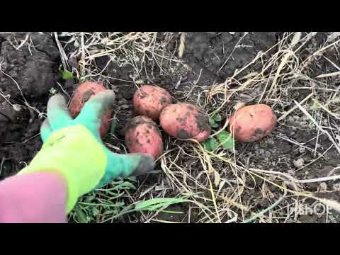Видео: Шукаємо картоплю на городі