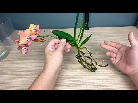 Видео: как не попасть в ПРОСАК с корнями орхидеи после пересадки