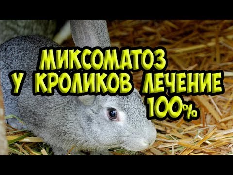 Видео: Миксоматоз у кроликов / МИКСОМАТОЗ простое лечение