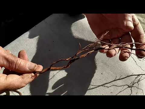 Видео: Снова о филлоксере -  смотрим корешки, готовлю посадочные ямы