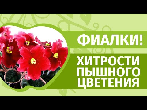 Видео: Фиалки круглый год! Самый простой уход  в домашних условиях. Рассказывает Наталья Петренко