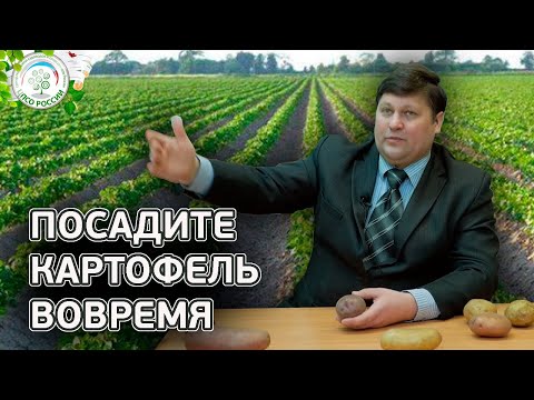 Видео: Сроки посадки картофеля. Когда сажать картофель.