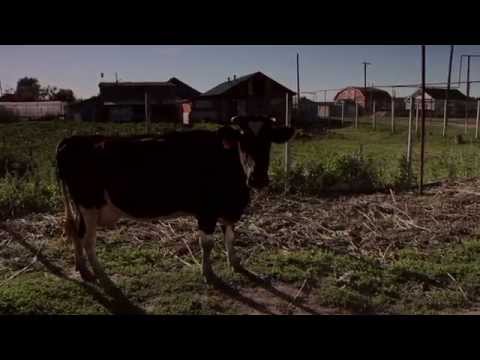 Видео: петряксы