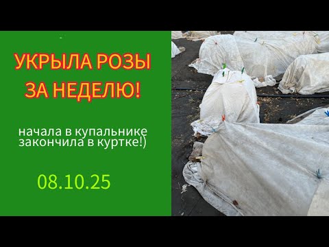 Видео: УКРЫЛА РОЗЫ ЗА НЕДЕЛЮ 150 ШТ.!)08.10.25