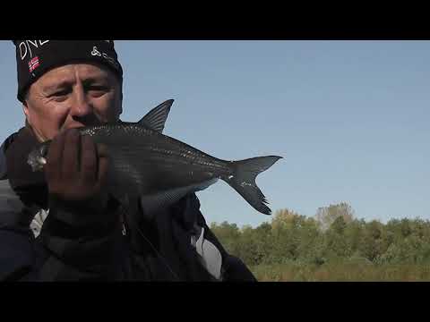 Видео: Рыбалка и отдых на р.Ахтуба, окт.  2022г.  (часть 3)