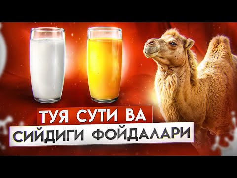 Видео: Туя сути ва сийдиги | Доктор Гулбаҳор