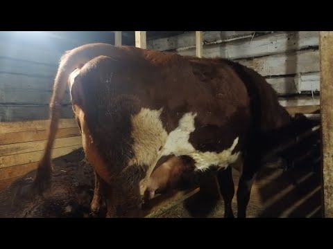 Видео: Раздой первотелки, Милка! Таких ПЕРВОТЕЛОК У НАС ЕЩЁ НЕБЫЛО! ПЕРВАЯ ДОЙКА ПЕРВОТЕЛКИ!