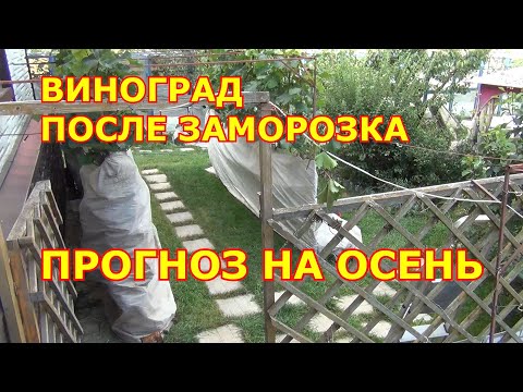 Видео: Виноград после заморозка  Прогноз на осень