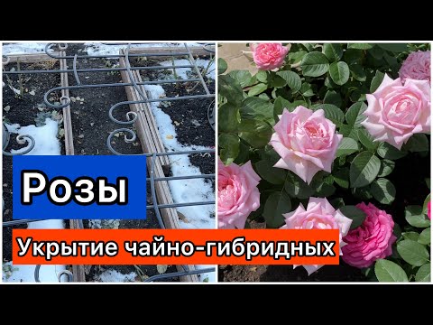 Видео: РОЗЫ. Насажала, теперь мучаюсь с укрытием! Укрытие чайно-гибридных роз.