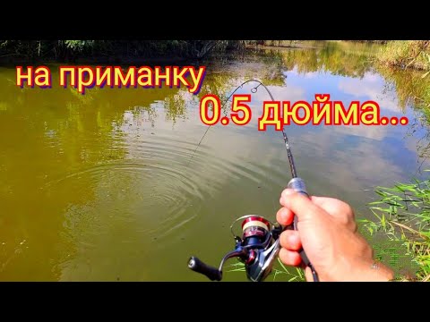 Видео: Мормышинг.Караси на приманку 0.5 дюйма от curious fish