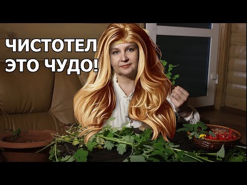 Видео: Растет под нашими ногами. Что за растение? для чего? ЧИСТОТЕЛ..Врачи пьют вместо таблеток.А ты знал?
