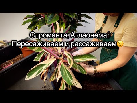 Видео: Рассаживаю кустики Строматы и Аглаонемы 👌