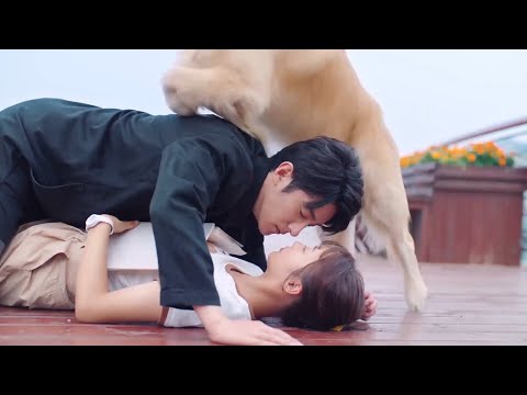 Видео: милый пёс заставил генерального директора наброситься на Золушку,он влюбился в неё с первого взгляда