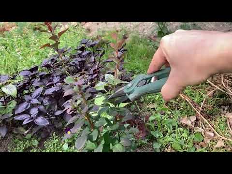Видео: Обрезка барбариса Чтобы куст был пышным Барбарис Тунберга