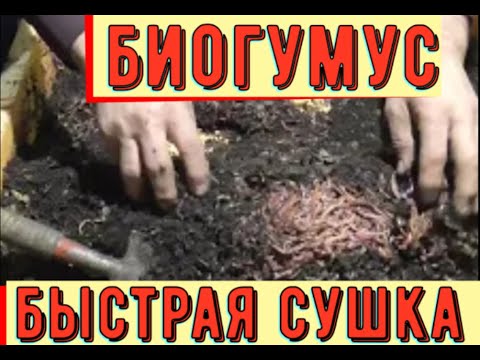 Видео: ✅ Биогумус, как быстро высушить для отделения червя.