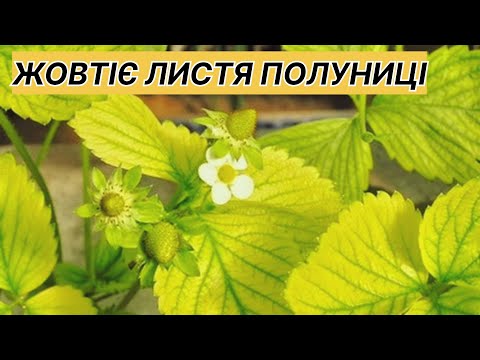 Видео: Хлорозить полуниця,що робити?Причини і лікування залізним купоросом