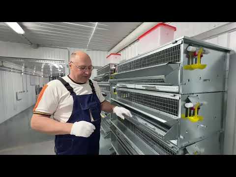 Видео: ОРГАНИЗАЦИЯ ФЕРМЫ ДЛЯ ПЕРЕПЕЛОВ