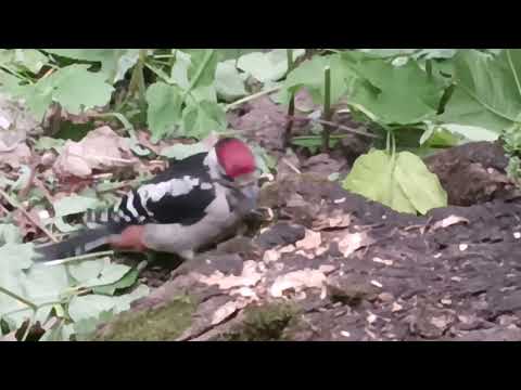 Видео: birds🦜🐦PARROTS 🦜🤗 ПОПУГАЙЧИк птицы