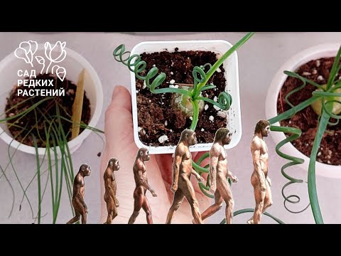 Видео: Выращивание сеянцев альбуки спиральной