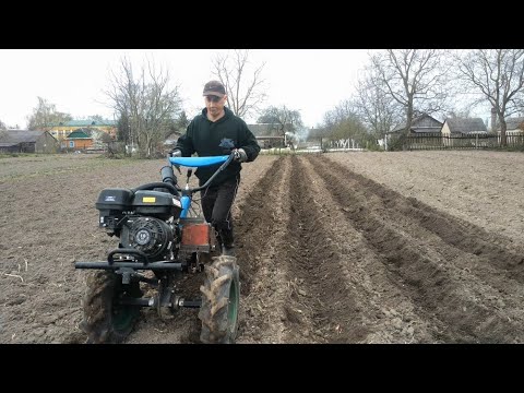 Видео: Посадка картофеля мотоблоком (без картофелесажалки)