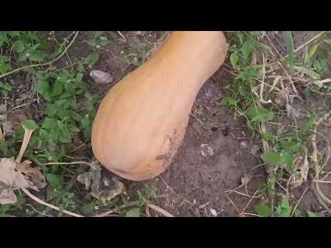 Видео: Обзор на тыквы. 
