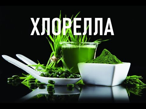 Видео: Выращивание хлореллы. Фотобиореактор. Photobioreactor. Chlorella