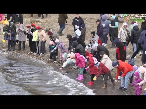 Видео: В Самаре волонтеры выпустили в Волгу 12 500 мальков сазанов и толстолобиков