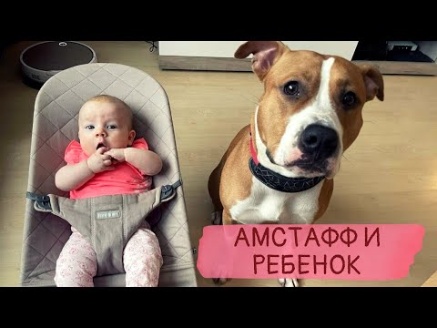 Видео: Американский стаффордширский терьер и ребёнок