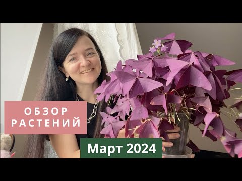 Видео: Обзор. Как разрослись мои растения в марте 2024