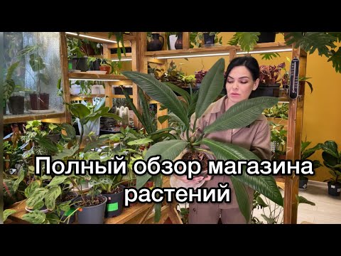 Видео: Полный обзор магазина с растениями🌱 уценка, черенки, наличие остатков 🪴