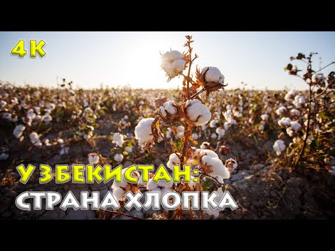 Видео: Узбекистан: Секреты Белого Золота – Вся Правда о Хлопке! 🇺🇿✨