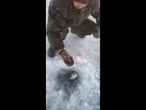 Видео: Озеро Балхаш, поселок Улкен, зимняя рыбалка, рыбачим двое суток. В -30 градусов мороза.