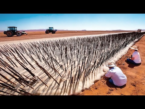 Видео: Австралия Закопала Тонны Хлопка под Пустынной Землей, и 5 Лет Спустя Результат Был Безумным