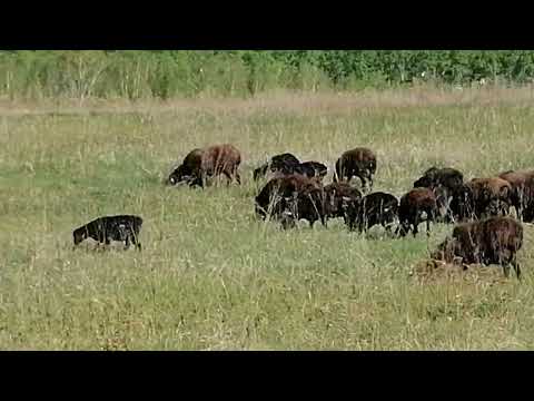 Видео: 18.05.2025 год пастьба овец