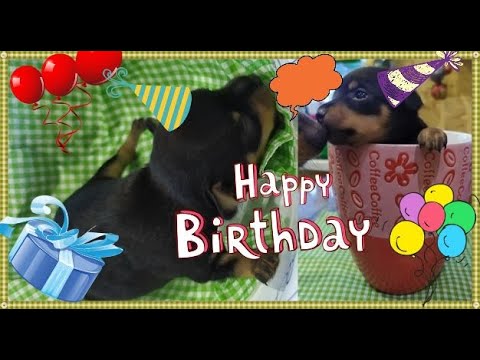 Видео: Принимаю роды у той-терьера.Я тоже хочу жить 2:35 🐕 Нора, ты супер 😘(Девочка)